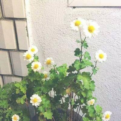 停球哥因偷戴项链被弃用!？未来恐很难重返国足